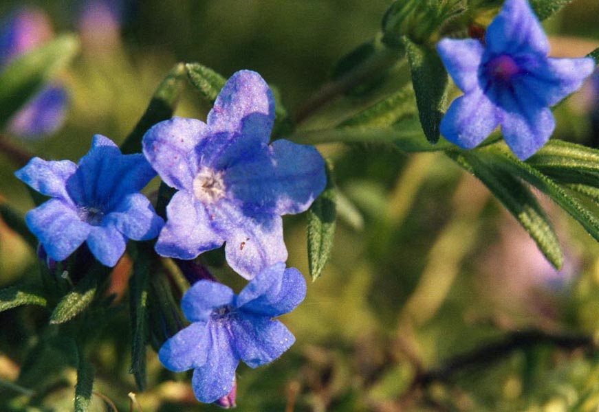 Lithodora diffusa en fleurs dans les garrigues basses de la péninsule Ibérique